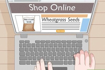 How to Grow Wheatgrass at Home