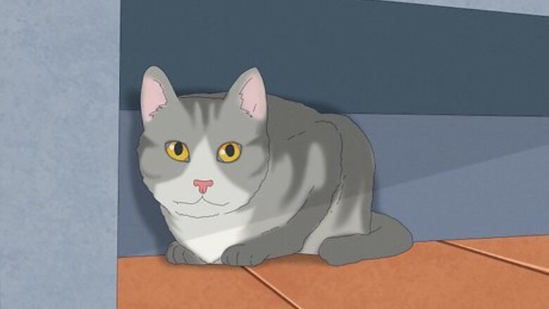 How to Pet a High Strung Cat