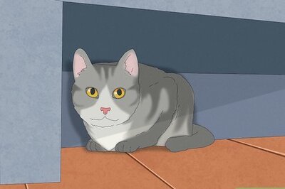 How to Pet a High Strung Cat