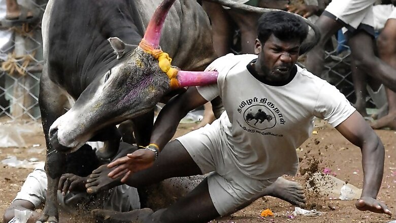 'Jallikattu League' in Tamil Nadu Hits Hurdle With Govt Yet to Give Approval