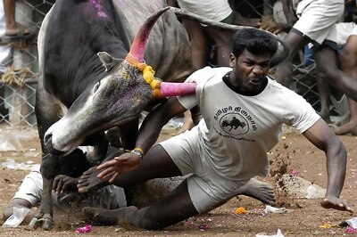 'Jallikattu League' in Tamil Nadu Hits Hurdle With Govt Yet to Give Approval