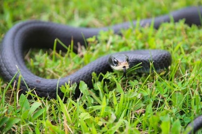 Cottonmouth To King Cobra, 6 Fastest Snakes In The World