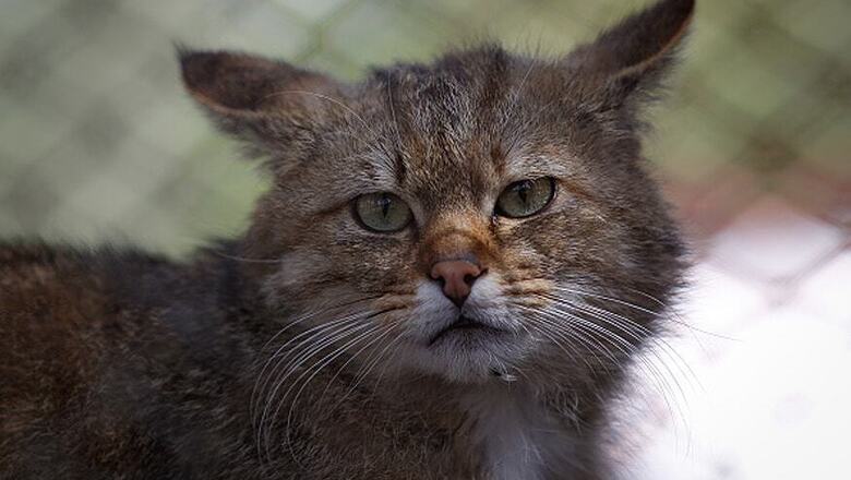 Missing Cats' Uncanny Link to 'Mutton' Stump Animal Lovers