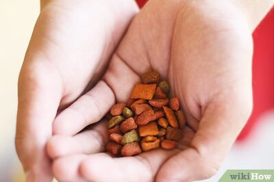 How to Train Your Dog in Nosework