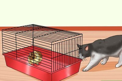 How to Keep Guinea Pigs when You Have Cats
