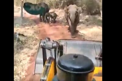 Elephant Herd Chased Using Excavator At Karnataka Forest Reserve, Sparks Outrage