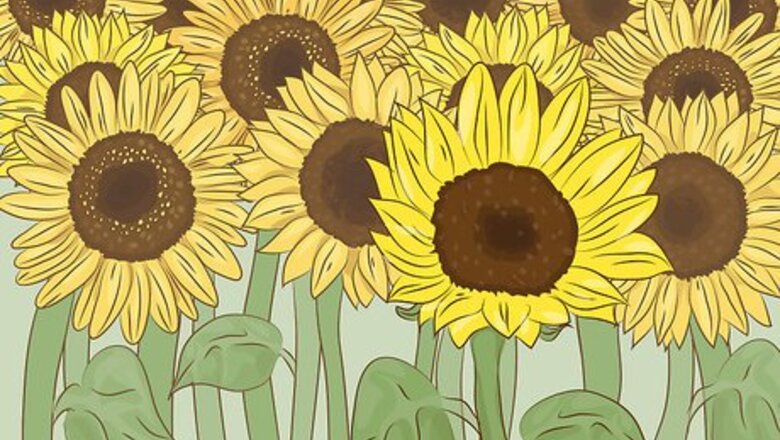 How to Dry Sunflowers