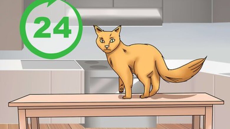 How to Get a Cat to Be Your Friend