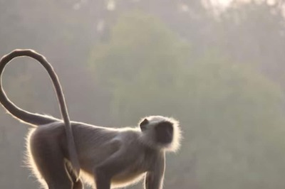 In Central America's Nicaragua, This Supernatural 'Monkey Witch' Haunts People