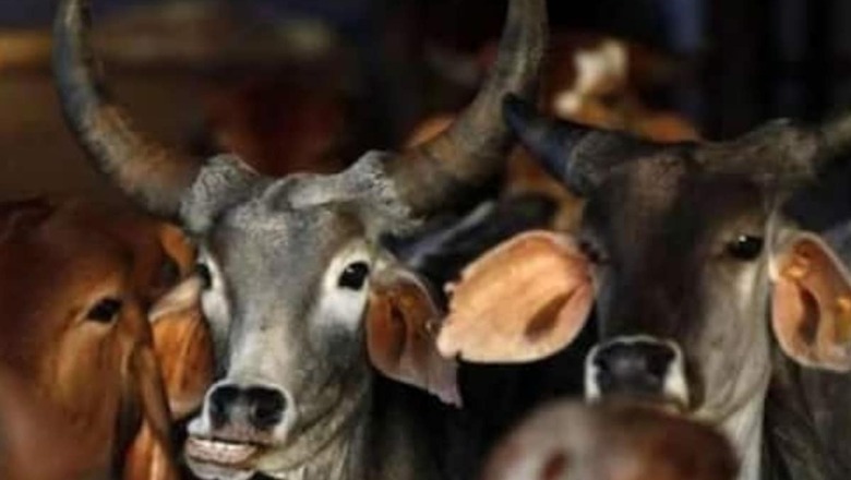 In First 'Cow Cabinet', MP Decides to Clean Govt Offices with Bovine Urine Phenyl Only; Orders Issued