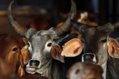 In First 'Cow Cabinet', MP Decides to Clean Govt Offices with Bovine Urine Phenyl Only; Orders Issued
