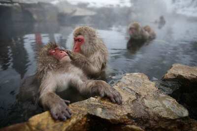 Now, A Survey in Japan Finds Even Monkeys Need a Spa Day