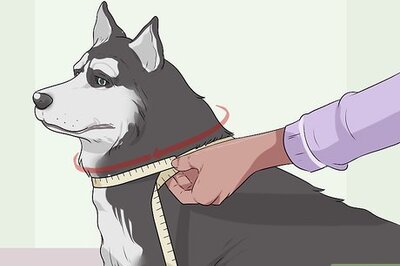 How to Dress Your Dog