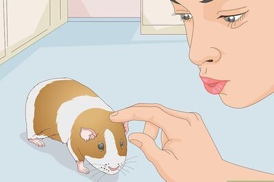 How to Bathe a Guinea Pig