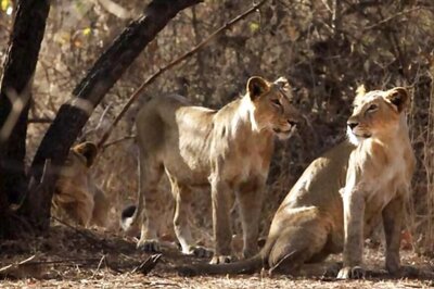 Community Participation Helped to Increase Asiatic Lion Numbers in Gir Forest, Says Official