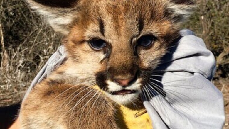 Mountain Lion Kittens Found Under Picnic Table In California