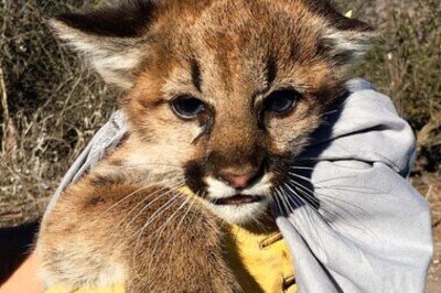 Mountain Lion Kittens Found Under Picnic Table In California