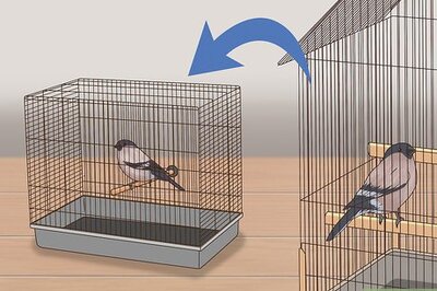 How to Treat Avian Pox in Finches