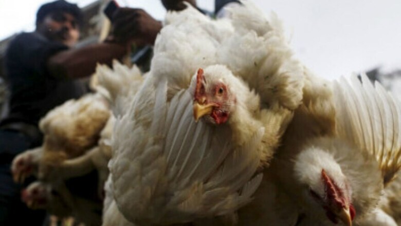 In Protest Against 'Unclean' Meat Shops, Shiv Sena Corporator Releases Live Chicken at Akola Civic House