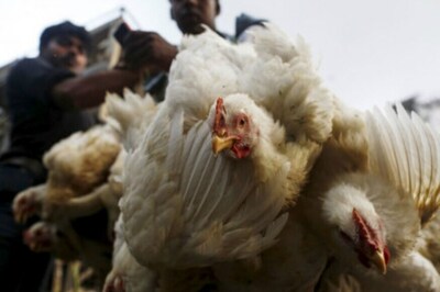 In Protest Against 'Unclean' Meat Shops, Shiv Sena Corporator Releases Live Chicken at Akola Civic House
