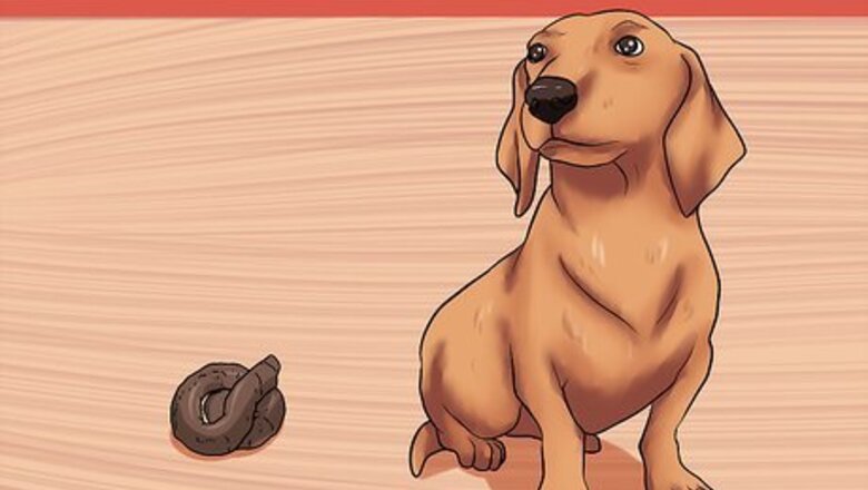 How to Solve Digestive Problems With Small Dogs