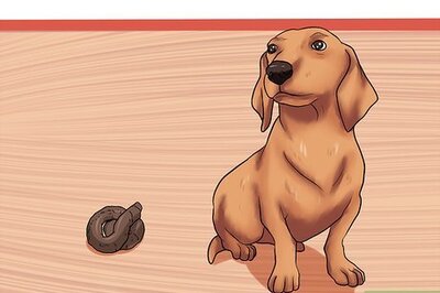 How to Solve Digestive Problems With Small Dogs