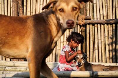 Dog Mauls Baby in Raj Hospital: Experts Say Aggressive Sterilisation, Vaccination Key to Curb Canine Scare