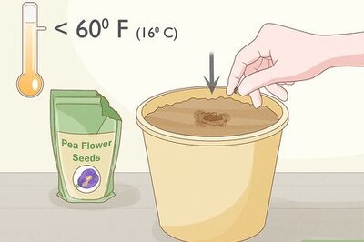 How to Plant and Care for Butterfly Pea Flowers