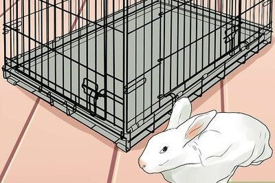How to Choose a Pet Rabbit