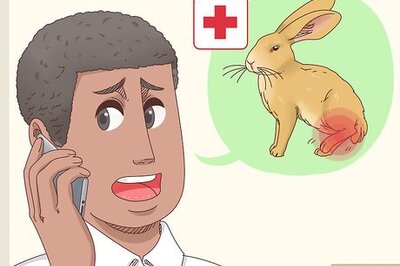How to Heal a Leg Fracture in a Rabbit