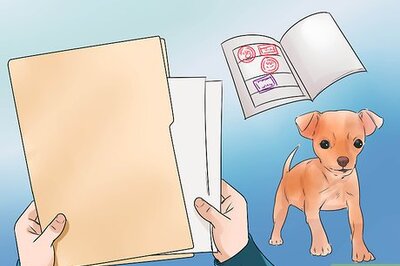 How to Travel from USA to Canada with Dogs