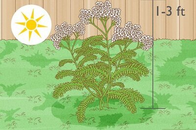 How to Harvest Yarrow