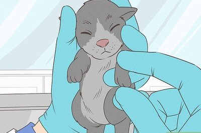 How to Save Orphaned Newborn Puppies