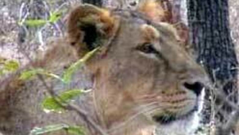 Impact: Govt to look into lion killings