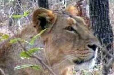 Impact: Govt to look into lion killings