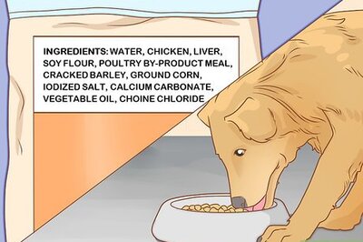 How to Take Care of a Dog