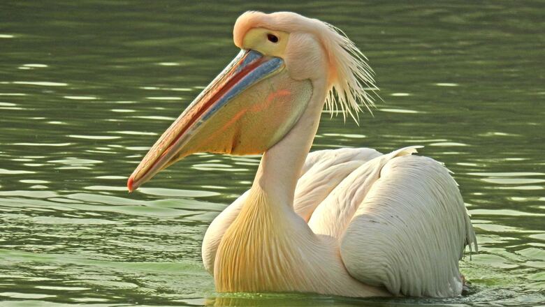 Looking for Pelicans in the heart of Delhi