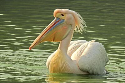 Looking for Pelicans in the heart of Delhi