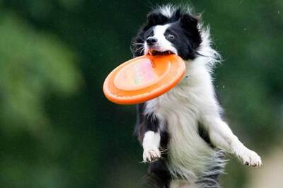 Six Fun Exercises To Try With Your Dog