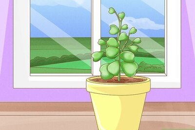 How to Get a Hoya Plant to Bloom