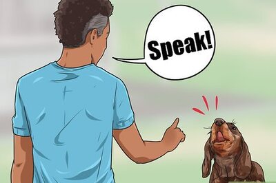 How to Teach Your Dog the Stop Barking Command