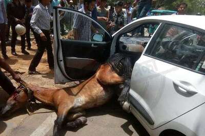 When a Horse Came Crashing Through a Car's Windscreen