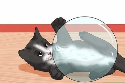 How to Name Your Cat