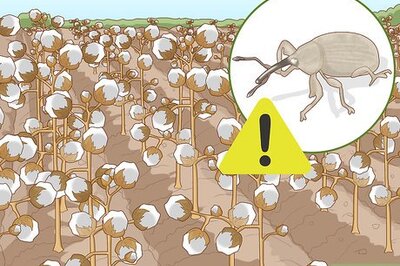 How to Plant Cotton Seeds