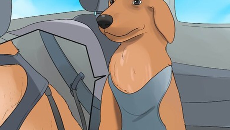 How to Calm a Nervous Dog in the Car