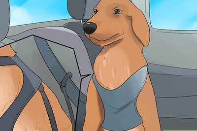 How to Calm a Nervous Dog in the Car