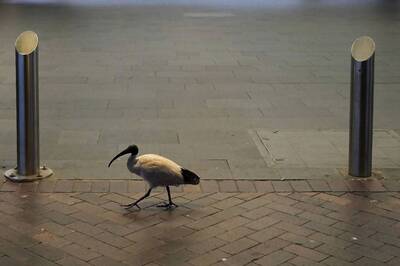 Sydney Police Call for Military to Enforce Covid Lockdown as Infections Hit Record High