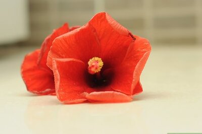 How to Make Shampoo With Hibiscus Flowers and Leaves