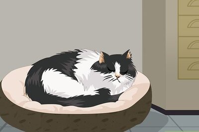 How to Stop Your Cat from Waking You at Night