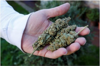 NCB Sniffs Out New Trend of Consuming 'Edible Weeds' in Cakes After Raiding Mumbai Bakery; 3 Held